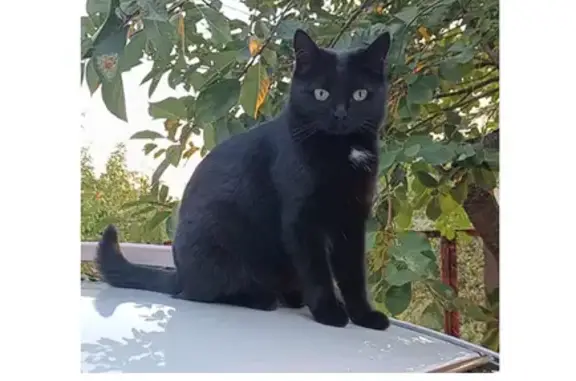 Пропала кошка, Знакомая улица, 169, Ростов-на-Дону - чёрная с белым галстуком - photo