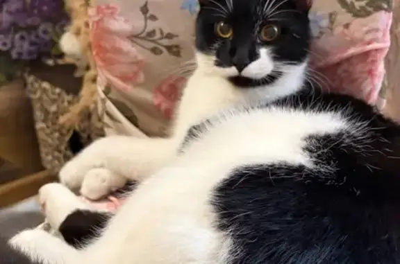 Найдена кошка, Нахабино, фото: Найден кот, Красноармейская улица, Нахабино - черно-белый подросток