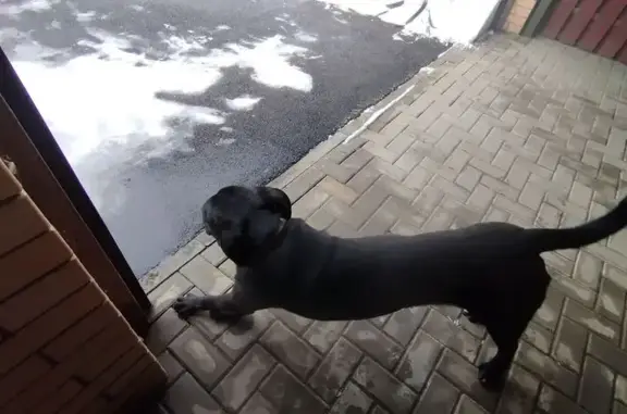 Найдена собака, Краснодар, фото: Найден щенок лабрадора, Родниковская улица, 3, Краснодар - черная окраска, карие глаза