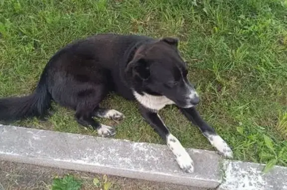 Пропал собака, Радюкино, Калужская область - черно-белый с грустными глазами - photo