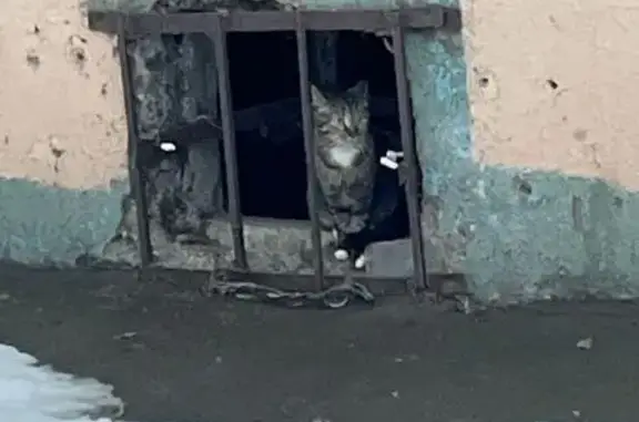 Найденные животные Ярославль, фото: Найдена кошка, улица Юности, 3, Ярославль - пугливая, но общительная