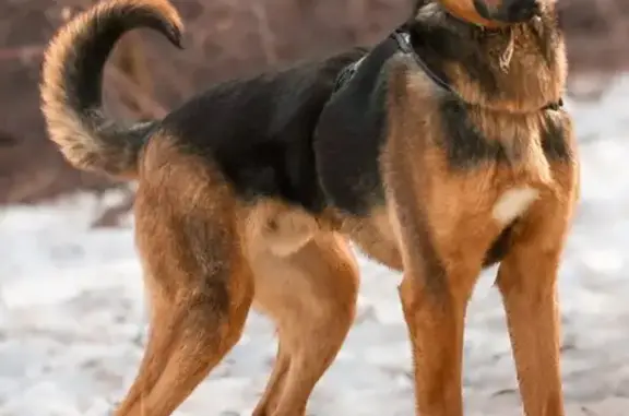 Пропал собака мужской, Одинцовский - в камуфляжной шлейке с поводком - photo