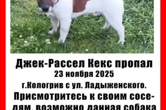 Пропал собака, Кадый, Костромская область - мужской - photo