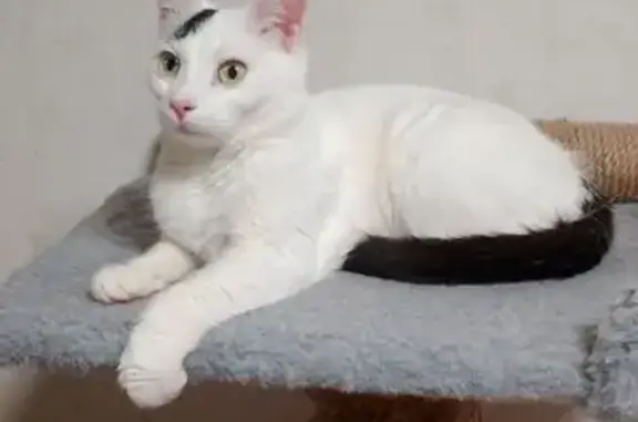 Найденные животные Нижнекамск, фото: Найдена кошка, улица Гагарина, 45, Нижнекамск - белый окрас, черный хвост