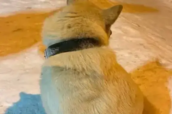 Найдена собака, Тучково, фото: Найден собака, мужской, улица Кирова, 10, Тучково