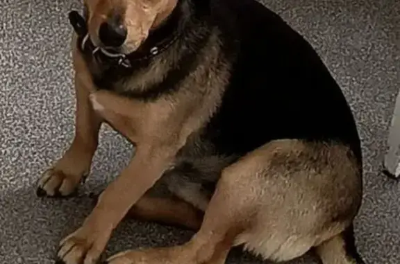 Пропал собака, мужской, Ермаково, Калининградская область - черно рыжий с коричневым ошейником - photo