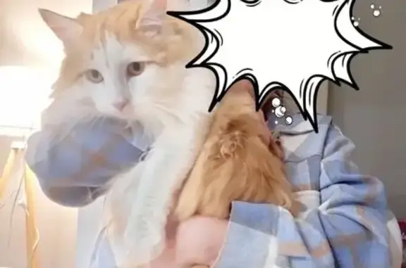 Пропал кот, Ильское городское поселение, Краснодарский край - рыжо-белый окрас, пугливый - photo