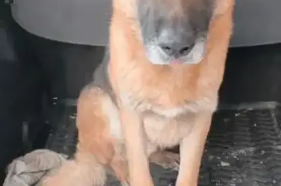 Найден собака, улица Пушкина, Абакан - мешал детям кататься на горке - photo