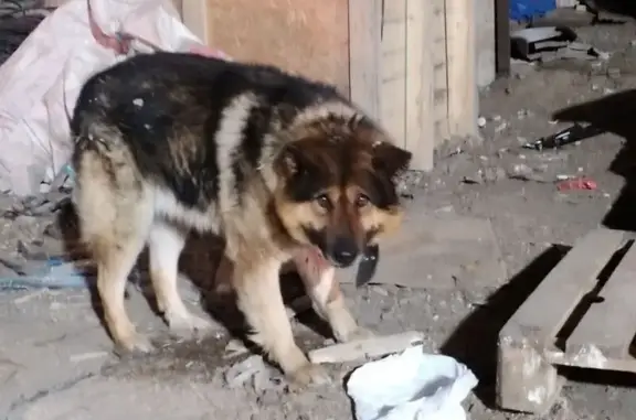 Найдена собака, Архангельск, фото: Найдена собака в ошейнике, Ленинградский проспект, 64 к17, Архангельск