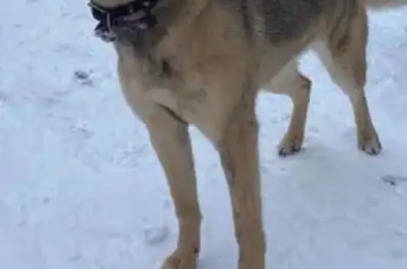 Потерянные животные Ногинск, фото: Пропала собака, женский пол, улица Климова, Ногинск - рыжая с бордовым ошейником