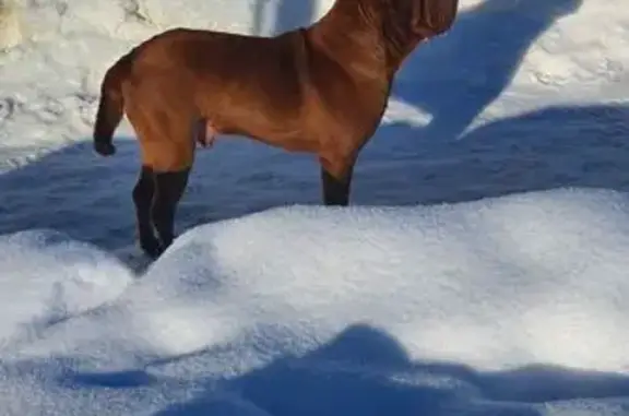 Найдена собака, Тула, фото: Найден собака, улица Кабакова, 43, Тула - шарпей, очень худой