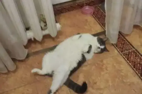 Пропала кошка, улица Ленина, Михайловск - белая с серой спинкой - photo