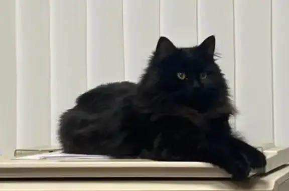 Пропала кошка, улица Каверина, Солянский сельсовет - черная, пушистая, с розовым ошейником - photo