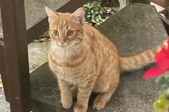 Пропал кот, Пелагиада, Ставропольский край - рыжий, 10 месяцев - photo