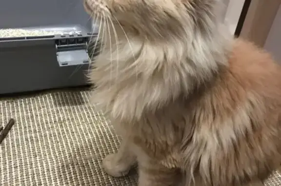 Найденные животные Клин, фото: Найдена кошка, улица Чайковского, 60, Клин - мейн кун