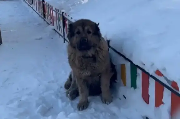 Найдена собака, Москва, фото: Найдена собака, возможно девочка, улица Бехтерева, 51 к2, Москва