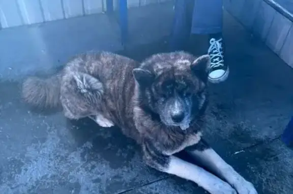 Найдена собака, Новониколаевский, фото: Найден собака с ошейником, улица Искра, Новониколаевский