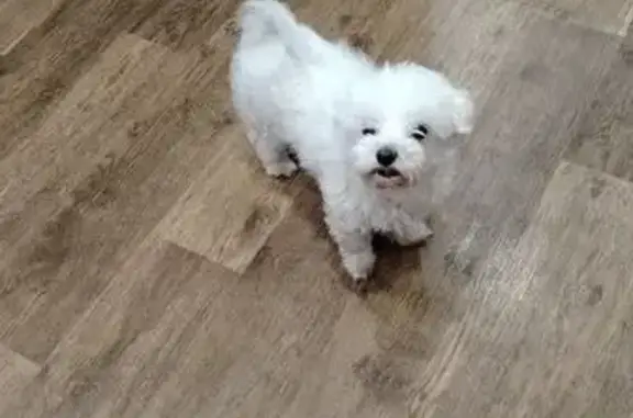 Пропала собака, улица Маршала Конева, Иркутск - беленький, маленький, 3 кг - photo