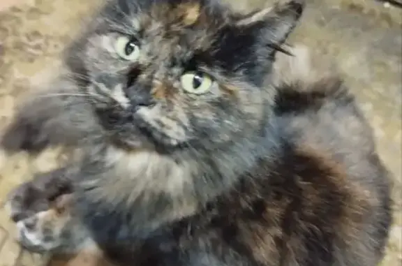 Пропала кошка, улица Победы, 95, Таганрог - черепаховый окрас и ярко-зелёный катетер - photo