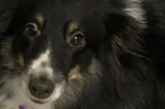 Пропала собака, Комсомольский проспект, 6/1, Сургут - мелкая порода, красный ошейник - photo