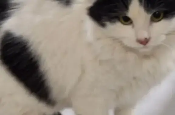 Потерянные животные Боровичи, фото: Пропала кошка, улица Ткачей, 13, Боровичи - черно-белая молодая кошечка