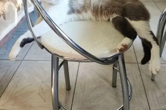 Пропал кот, 8-я Тарусская улица, 2А, Калуга - помесь сиамского с белой полоской на носу - photo