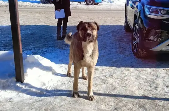Найдена собака, Тамбов, фото: Найден собака мужской, Кавказская улица, 1А, городской округ Тамбов - светло-коричневый окрас