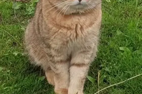 Пропал кот, Городецкое, Ряжск - Стёпа ушёл из дома - photo