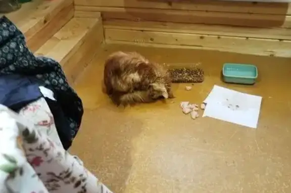 Найдена кошка, Малоярославец, фото: Найдена кошка, Комсомольская улица, 85, Малоярославец - рыжий кот Майкун хромает