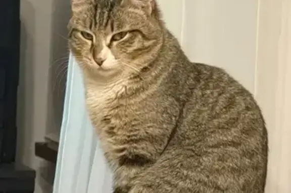 Объявления о пропавших и найденных животных, Якутск, фото: Пропал кот, Якутск