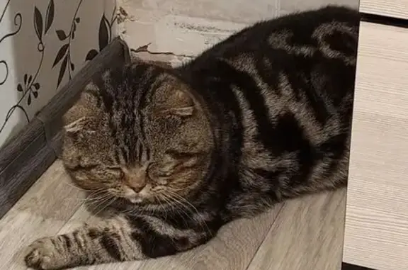 Пропал кот, переулок Попова, Урюпинск - photo