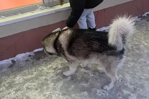 Найдена собака, Томск, фото: Найдена собака хаска, проспект Ленина, 54Б, Томск