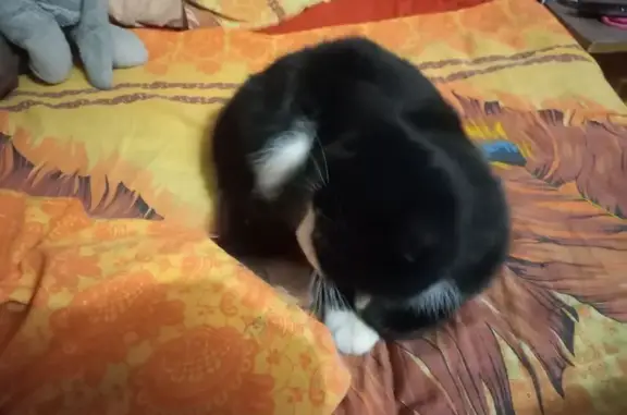 Найденные животные Новое Девяткино, фото: Найдена кошка, 95, Новое Девяткино - чёрные лапы и жёлтые глаза