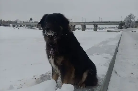 Собаки потеряшки, Псков, фото: Потеряшка собака, Гарнизонный переулок, 14, Псков - чёрный с белой грудкой