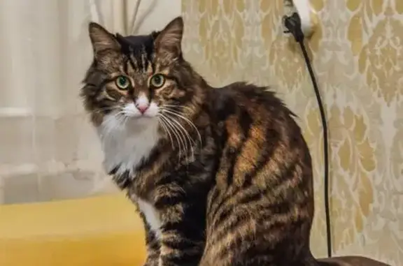 Пропал кот, Сапёрная улица, 23, Пушкин - белые носочки, белая грудка - photo