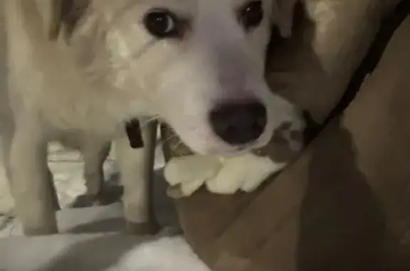 Найдена собака, Ростов-на-Дону, фото: Найдена собака, улица Козлова, 61В, Ростов-на-Дону - белый с коричневым окрас