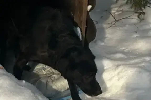 Найдена собака, Николо-Прозорово, фото: Найдена собака, 46Н-05810, Николо-Прозорово - чёрная девочка, смесь лабрадора и ротвейлера