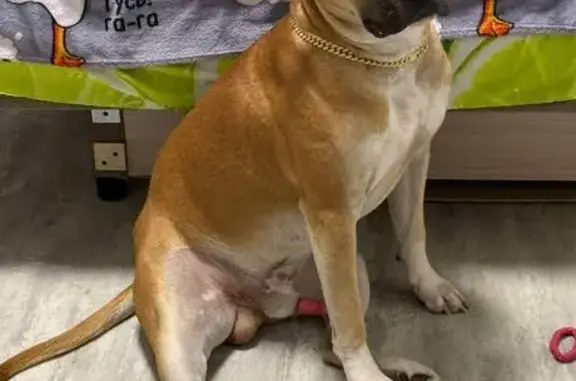 Пропала собака, Садовая улица, 23Б, Гамалеевка-1 - рыжего цвета с белыми оттенками - photo