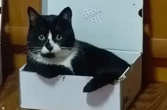 Потерянные животные Архангельск, фото: Пропал кот, улица Кедрова, 19 к1, Архангельск - черно-белый, на носу черное пятно