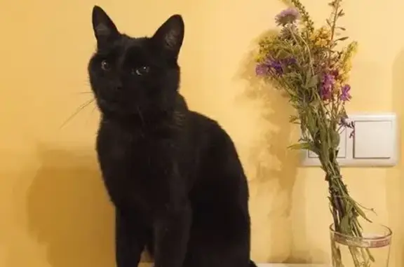 Кошки потеряшки, Нижний Новгород, фото: Потеряшка кот, Сухопутная улица, 1А, Нижний Новгород - чёрный с золотыми глазами