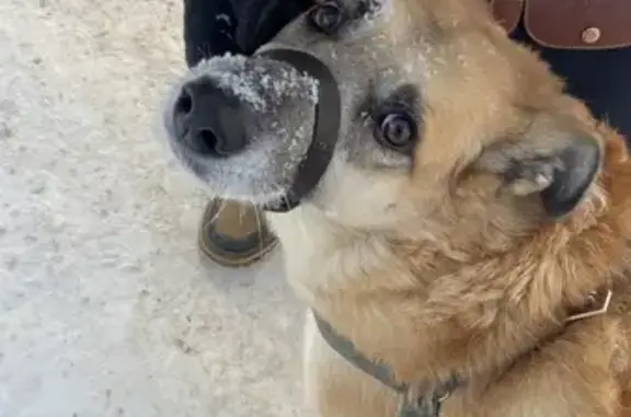 Найдена собака, Уфа, фото: Найдена собака, улица Пушкина, 54/1, Уфа - рыжий окрас, ошейник без номера