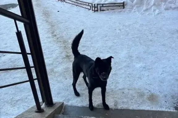 Найденные животные Пенза, фото: Найдена собака, Сухумская улица, городской округ Пенза - чёрный окрас с чёрным ошейником