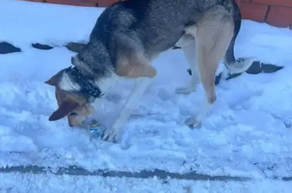Найдена собака, Ростов-на-Дону, фото: Найдена собака, улица Доватора, 131, Ростов-на-Дону - очень худая, ошейник во льду