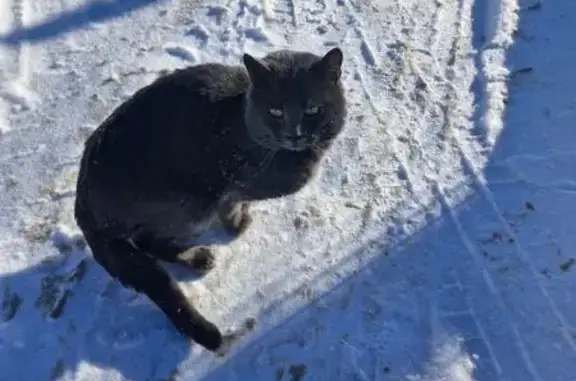 Найдена кошка, Белгород, фото: Найдена кошка, улица Королёва, Белгород - серый кот громко мяучит