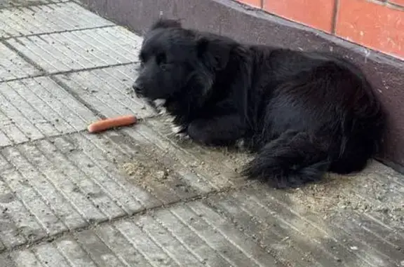 Найдена собака, Краснодар, фото: Найдена собака, Северная улица, 341, Краснодар - черная, трясется
