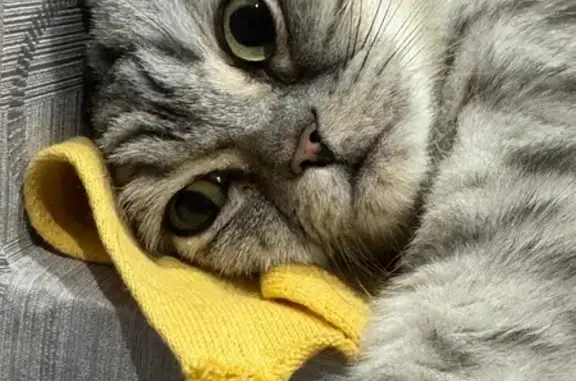 Пропала кошка, улица Ленина, 69А, Кунгур - шотландская прямоухая, откликается на Джессика - photo
