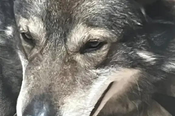 Найдена собака, Владимир, фото: Найден собака, мужской, Владимир, Владимирская область - молод, знает команды