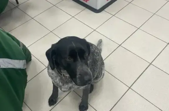 Найдена собака, Краснодар, фото: Найдена собака, Магистральная улица, 11 к1, Краснодар - очень спокойная и ласковая