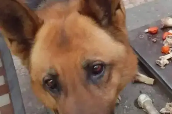 Пропал собака, Новороссийск, Краснодарский край - у пса висят ушки - photo