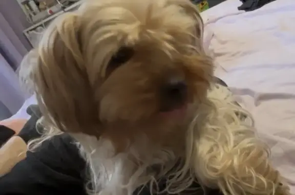 Пропала собака, Коммунальная улица, 64, Псков - крупная йоркширка - photo